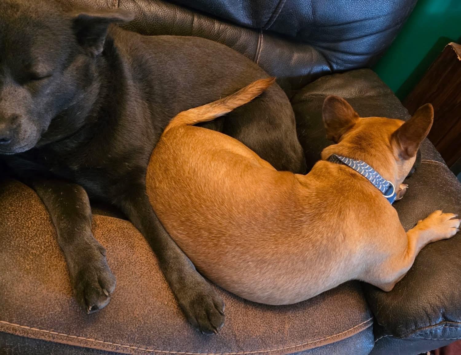 Enlarge Teddy, a ADOPTABLE Mixed Breed in Greenwood, IN image 2/6