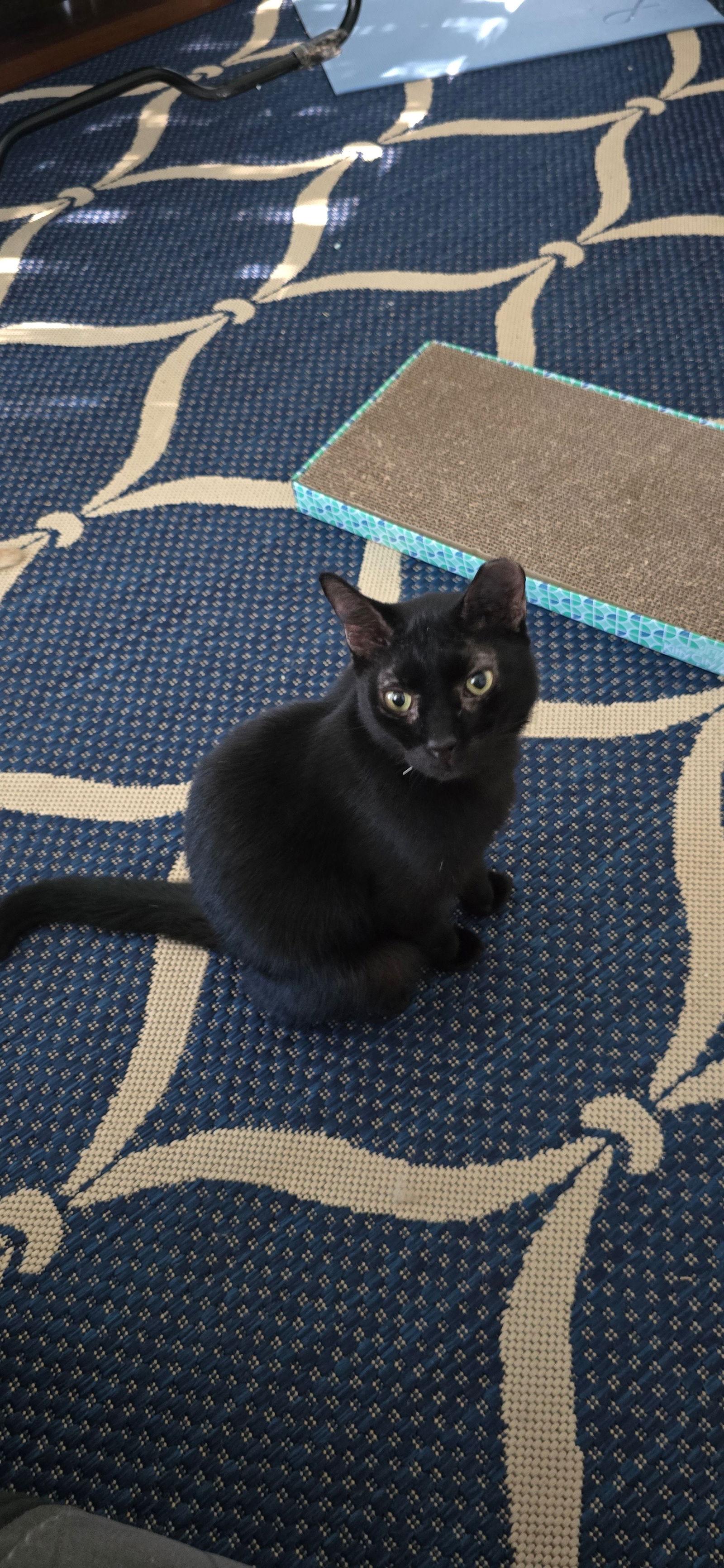 Tip *BONDED* with Luciano Pavarotti (FH), a Adoptable Domestic Short Hair in Sanford, FL image 2/6