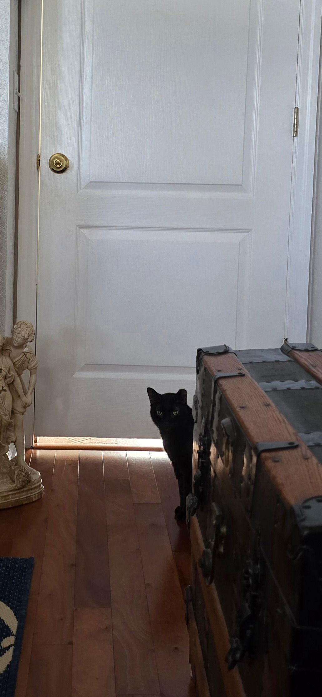 Tip *BONDED* with Luciano Pavarotti (FH), a Adoptable Domestic Short Hair in Sanford, FL image 5/6