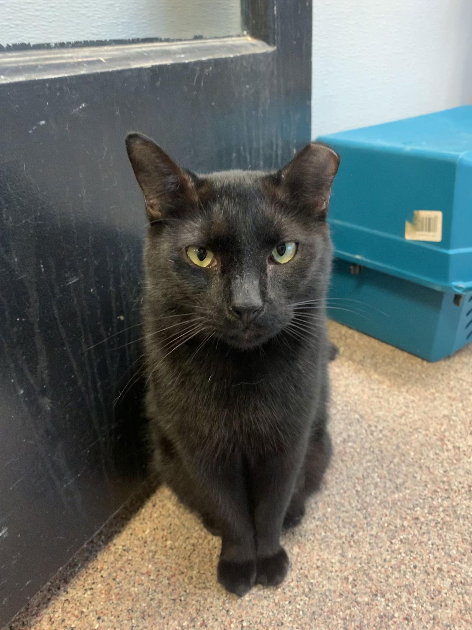 Tip *BONDED* with Luciano Pavarotti (FH), a Adoptable Domestic Short Hair in Sanford, FL image 6/6