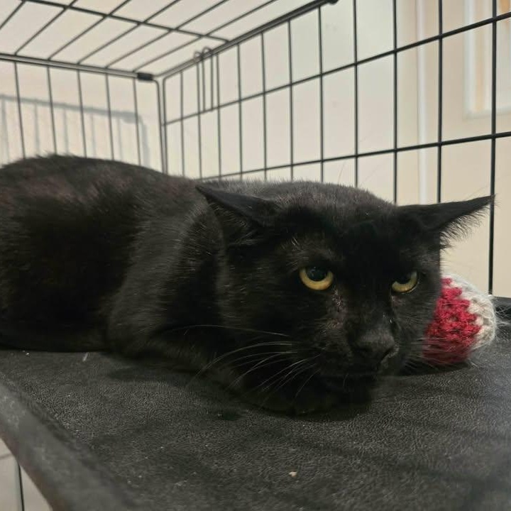 New Moon, ADOPTABLE, Adult Male Domestic Short Hair.