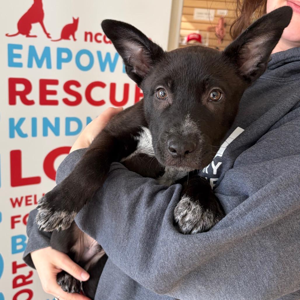 Tux, Adoptable, Puppy Male Shepherd.