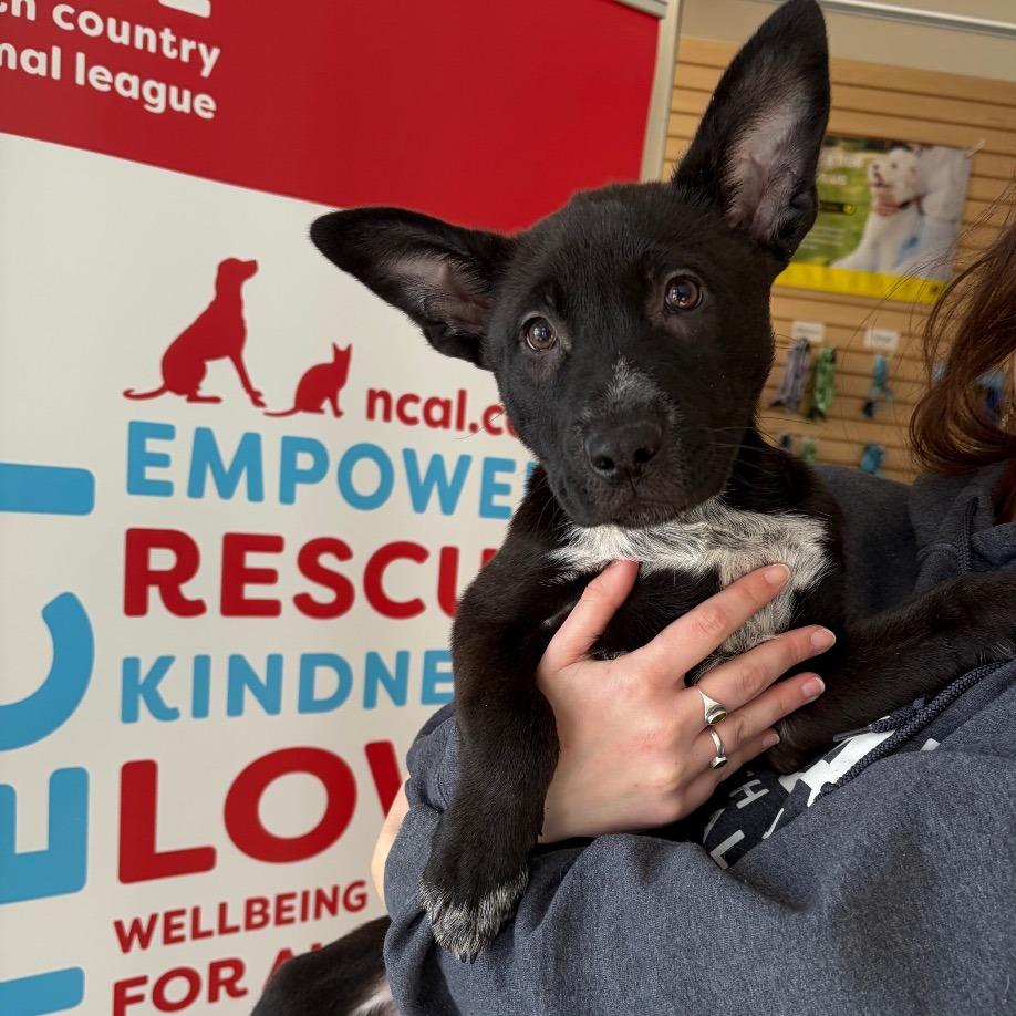 Enlarge Tux, a Adoptable mixed breed in Morrisville, VT image 2/3