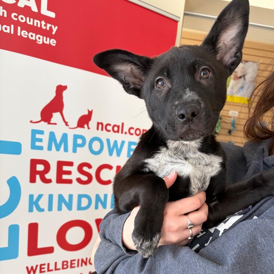 Enlarge Tux, a Adoptable mixed breed in Morrisville, VT image 3/3