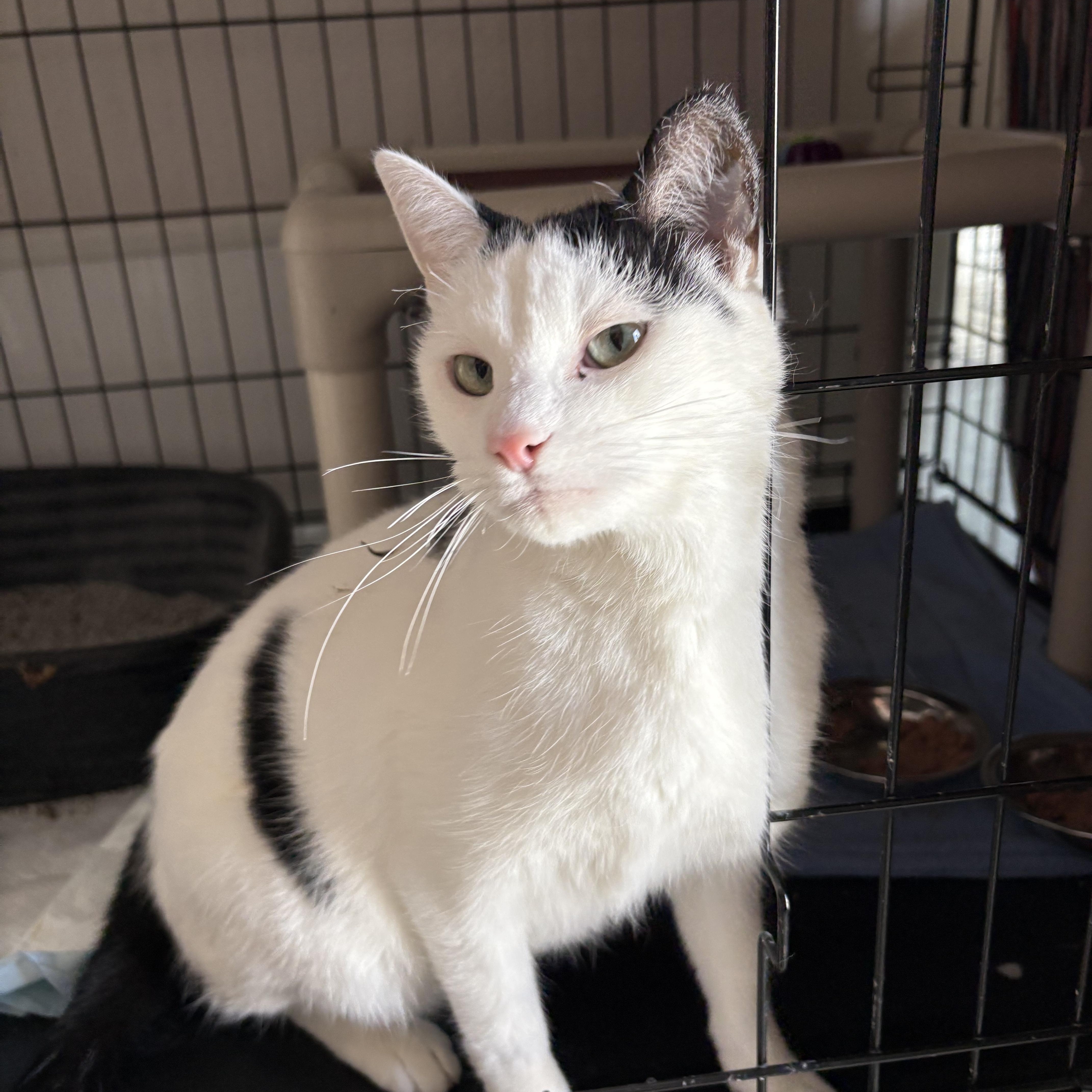 Captain, ADOPTABLE, Adult Male Domestic Short Hair.