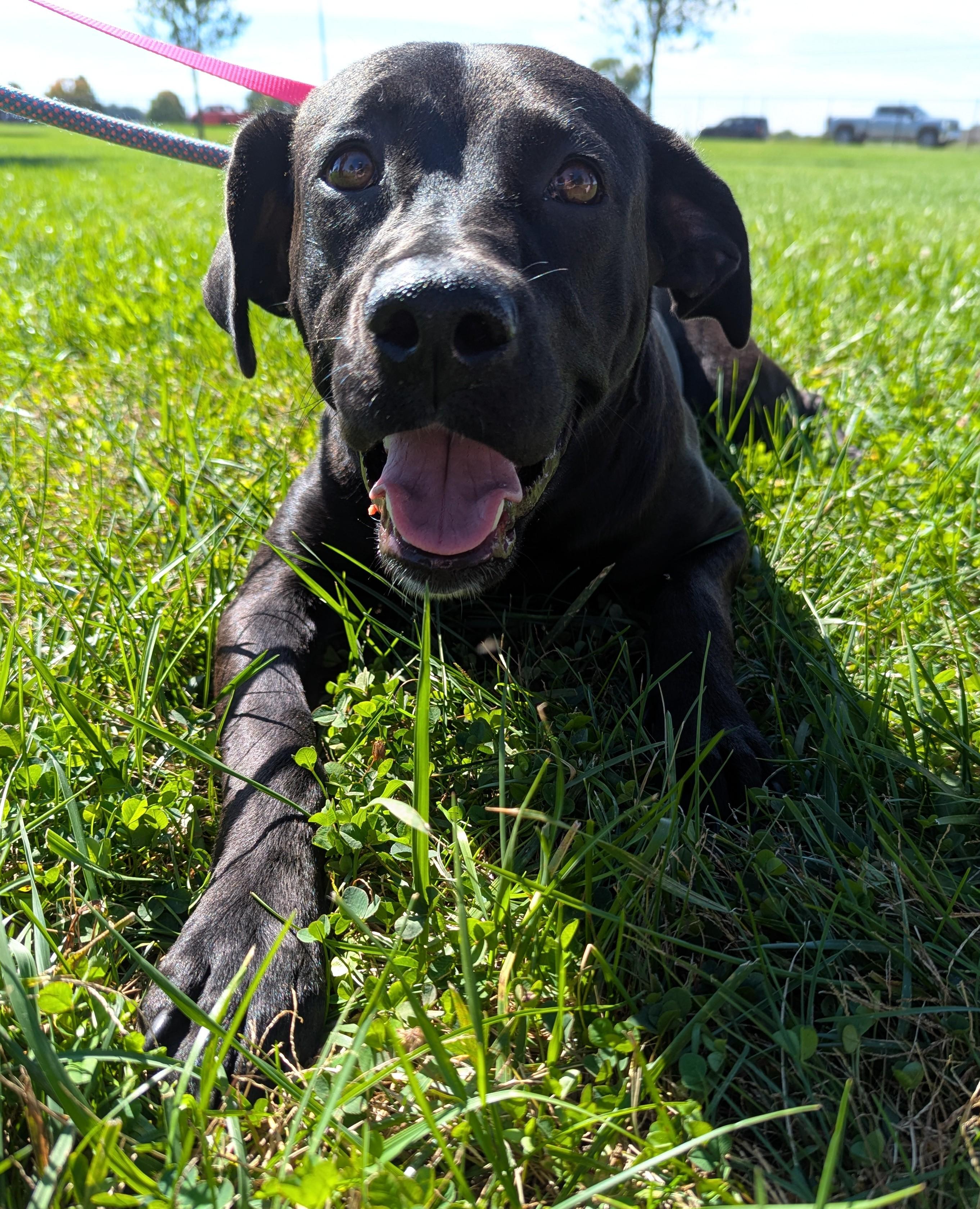 Enlarge Annette, a Adoption Pending mixed breed in Valparaiso, IN image 1/2