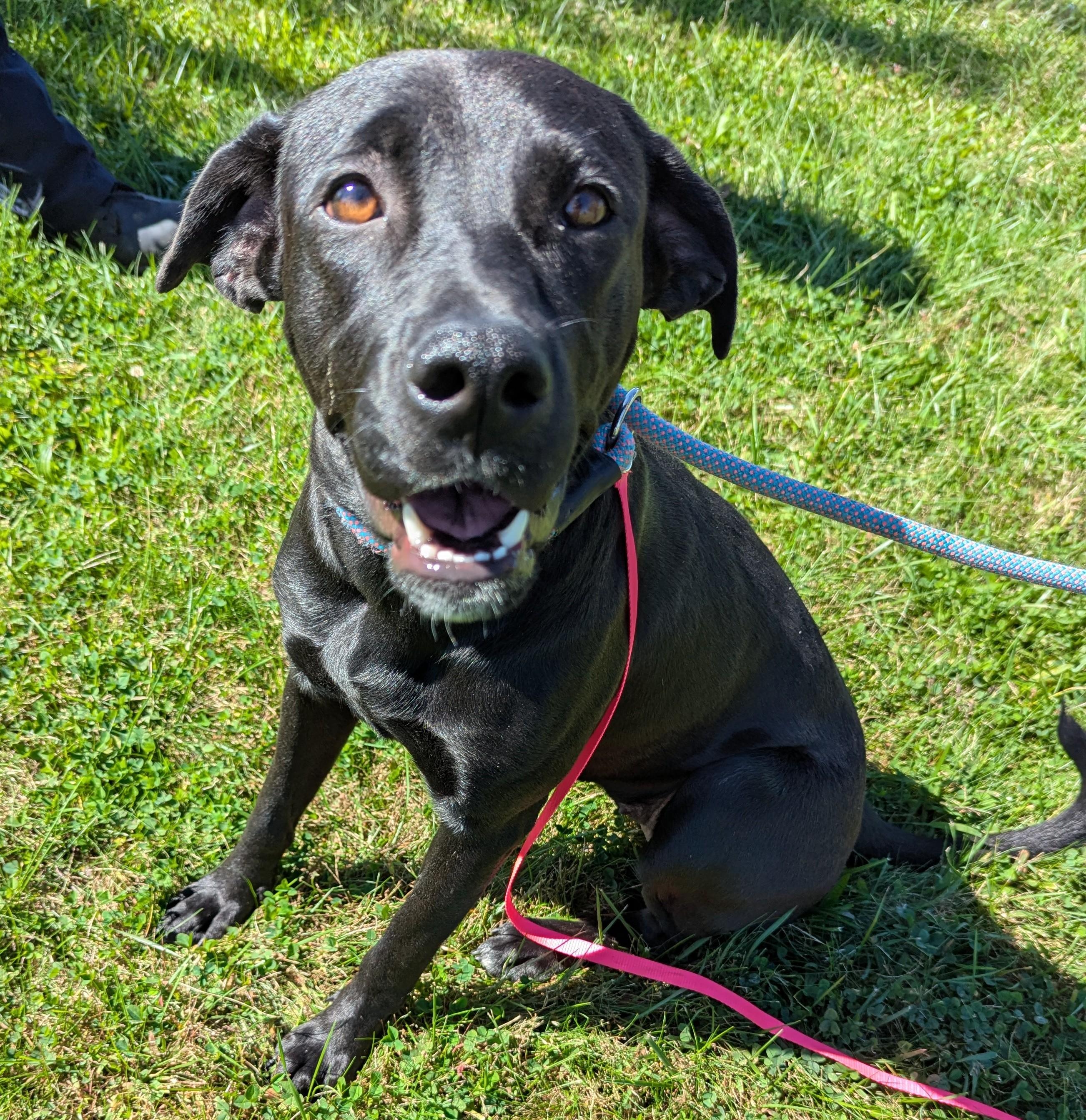 Enlarge Annette, a Adoption Pending mixed breed in Valparaiso, IN image 2/2