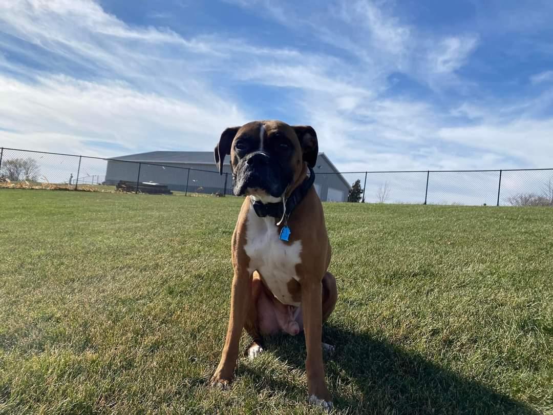 Enlarge Tyson - ADOPTION PENDING!!, a Adoptable Boxer in Shakopee, MN image 1/3