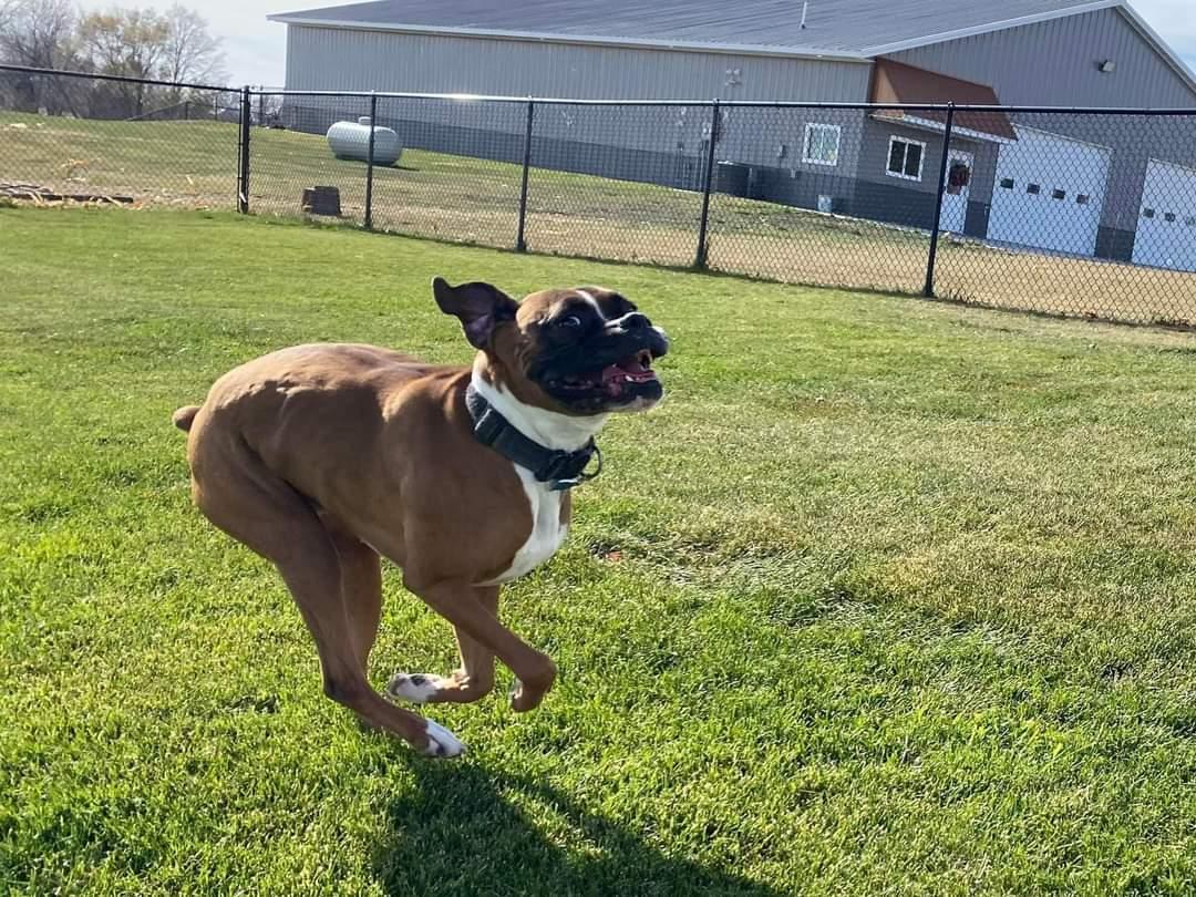 Enlarge Tyson - ADOPTION PENDING!!, a Adoptable Boxer in Shakopee, MN image 2/3