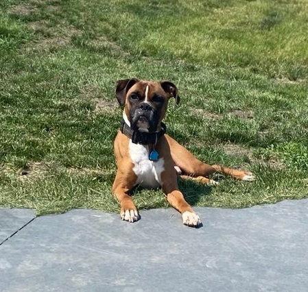 Enlarge Tyson - ADOPTION PENDING!!, a Adoptable Boxer in Shakopee, MN image 3/3