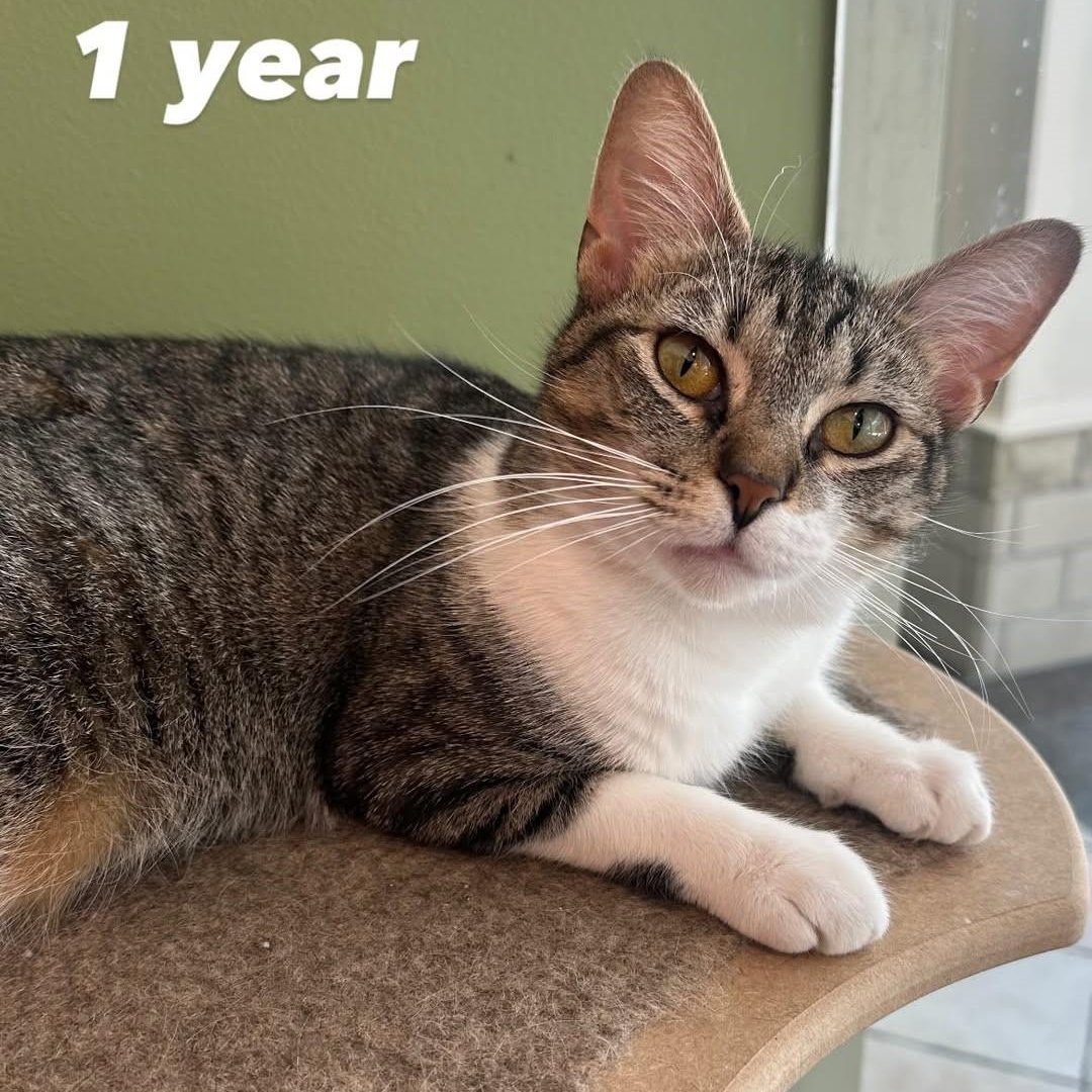 Riley (Sweet Girl), Baby Female Domestic Short Hair