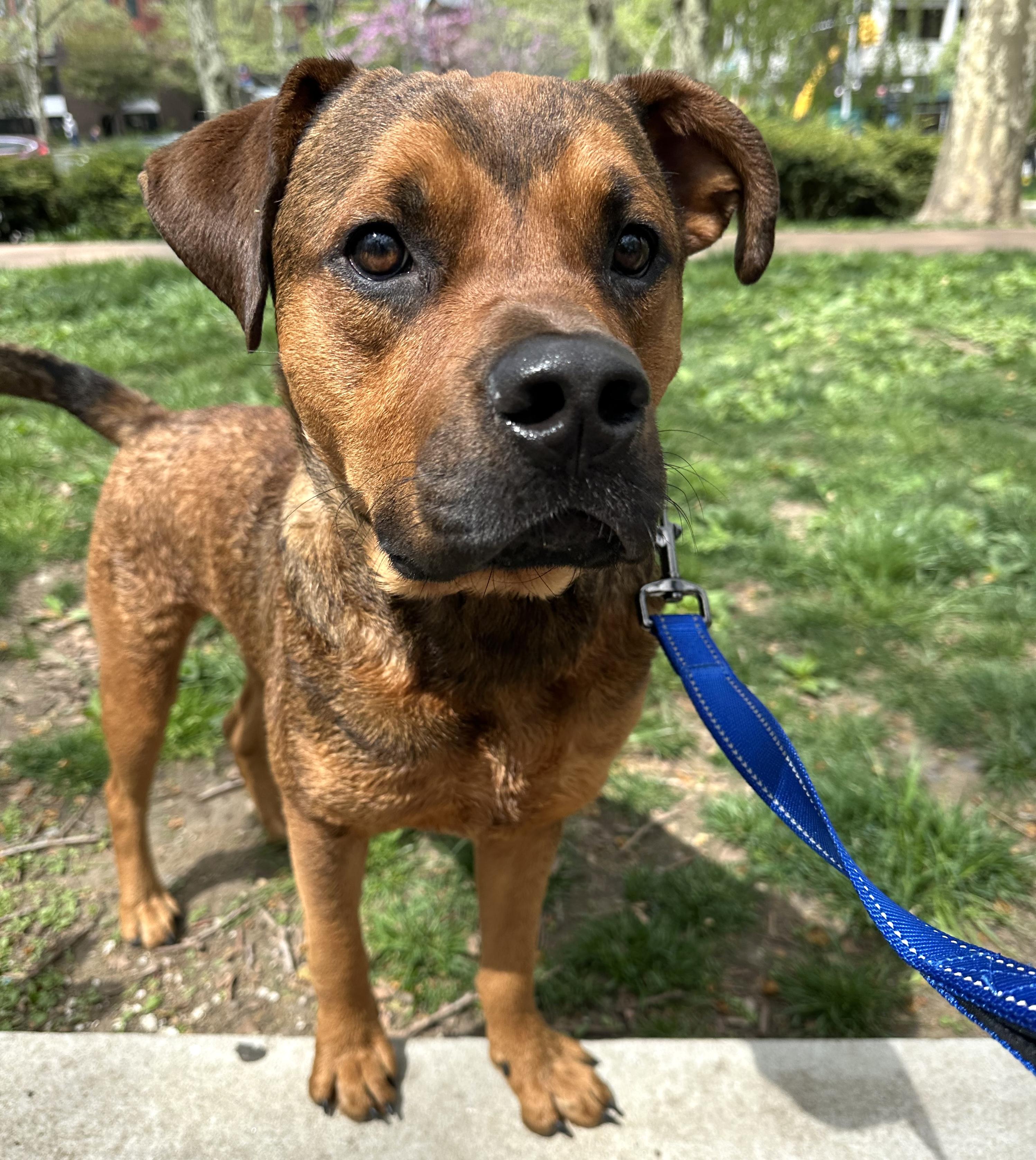 Cartier, a Adoptable mixed breed in Brooklyn, NY image 6/6