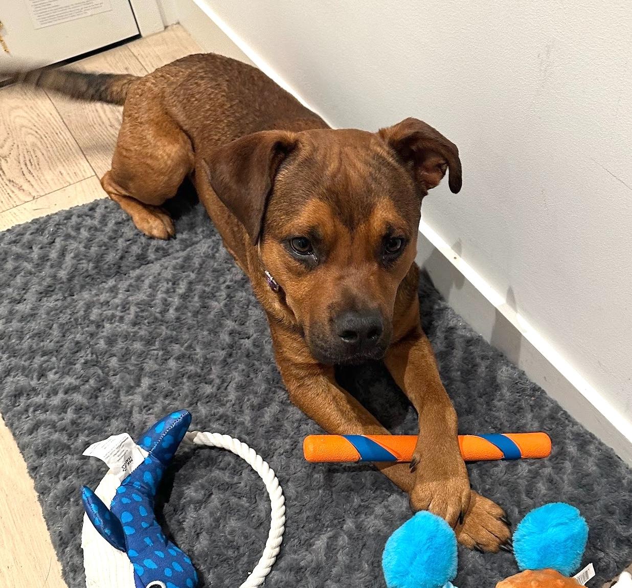 Cartier, a Adoptable mixed breed in Brooklyn, NY image 3/6