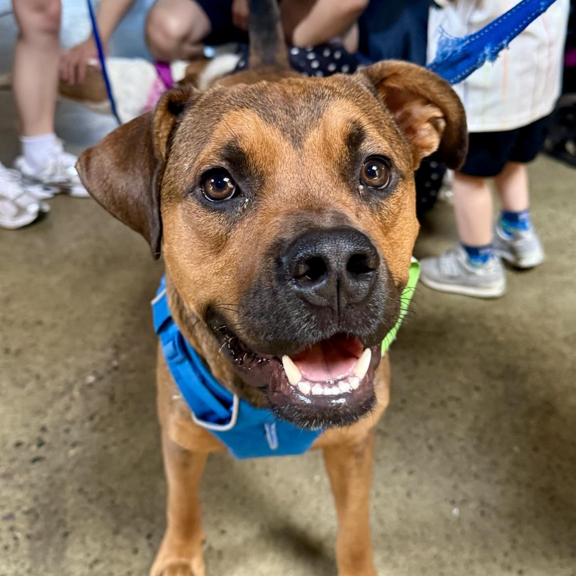 Enlarge Cartier, a Adoptable mixed breed in Brooklyn, NY image 1/6