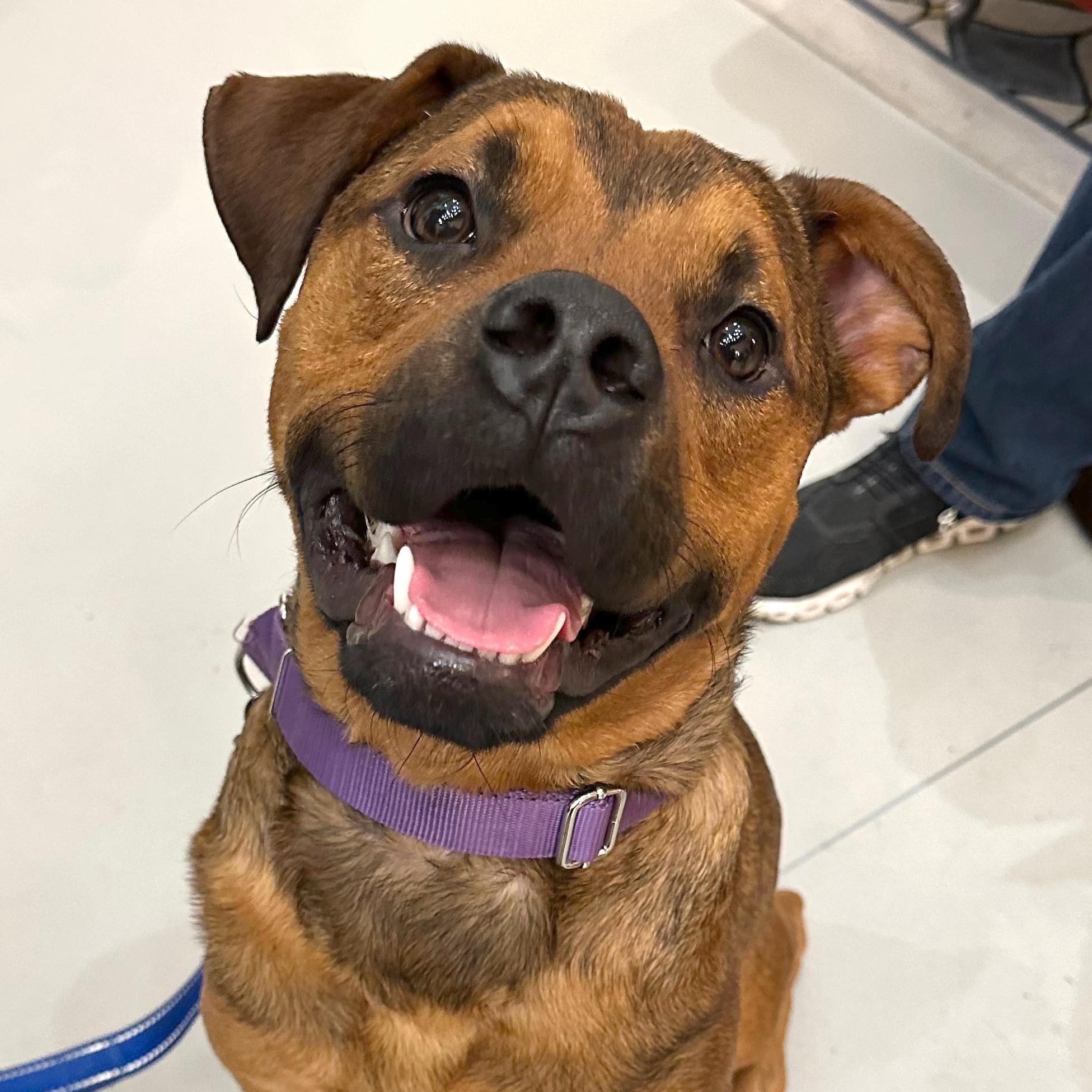 Cartier, a Adoptable mixed breed in Brooklyn, NY image 1/6
