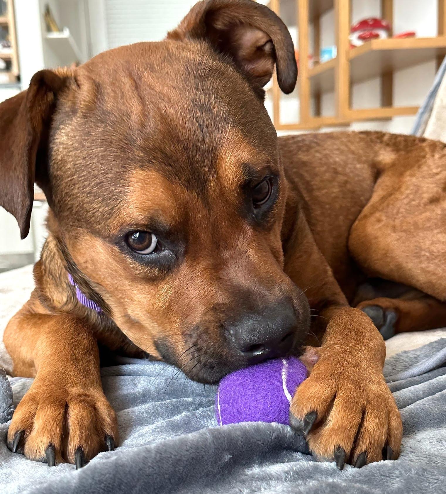 Cartier, a Adoptable mixed breed in Brooklyn, NY image 5/6