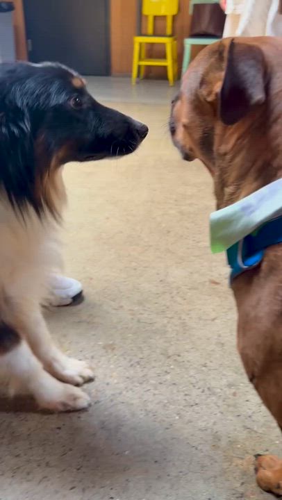 Enlarge Cartier, a Adoptable mixed breed in Brooklyn, NY video 6/6