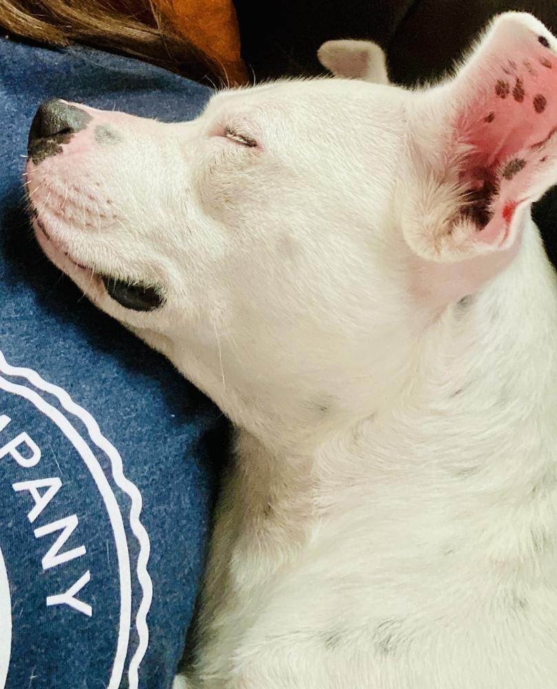 Enlarge Betty White, a Adoptable mixed breed in Gig Harbor , WA image 3/6