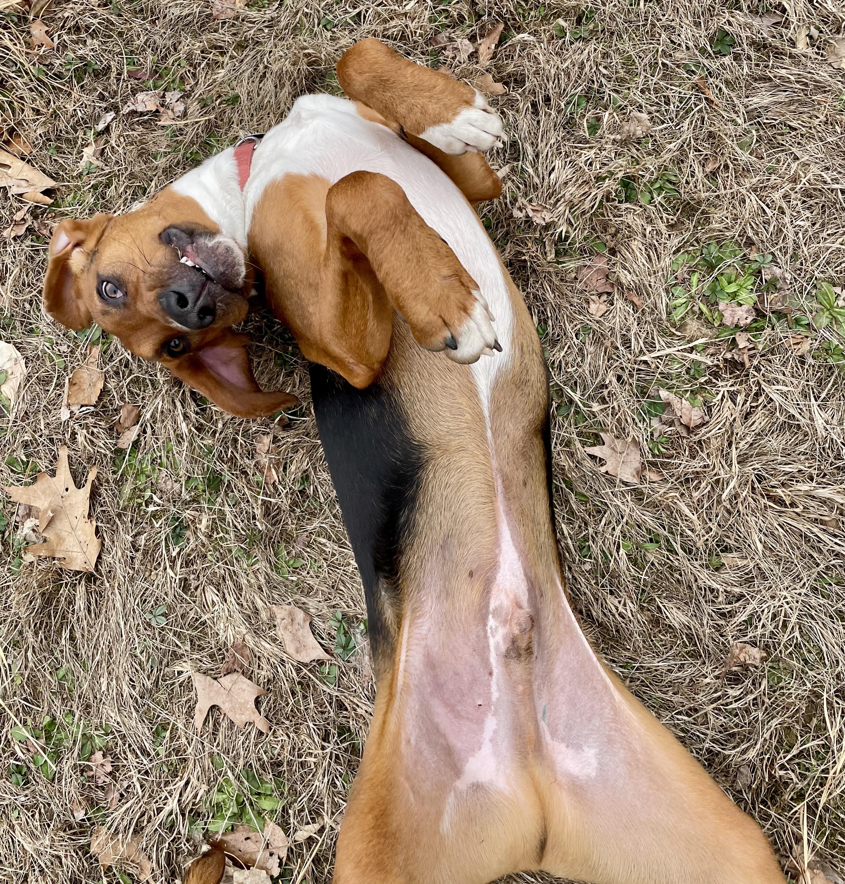 Enlarge Boone, a ADOPTABLE mixed breed in Cleveland, OH image 6/6