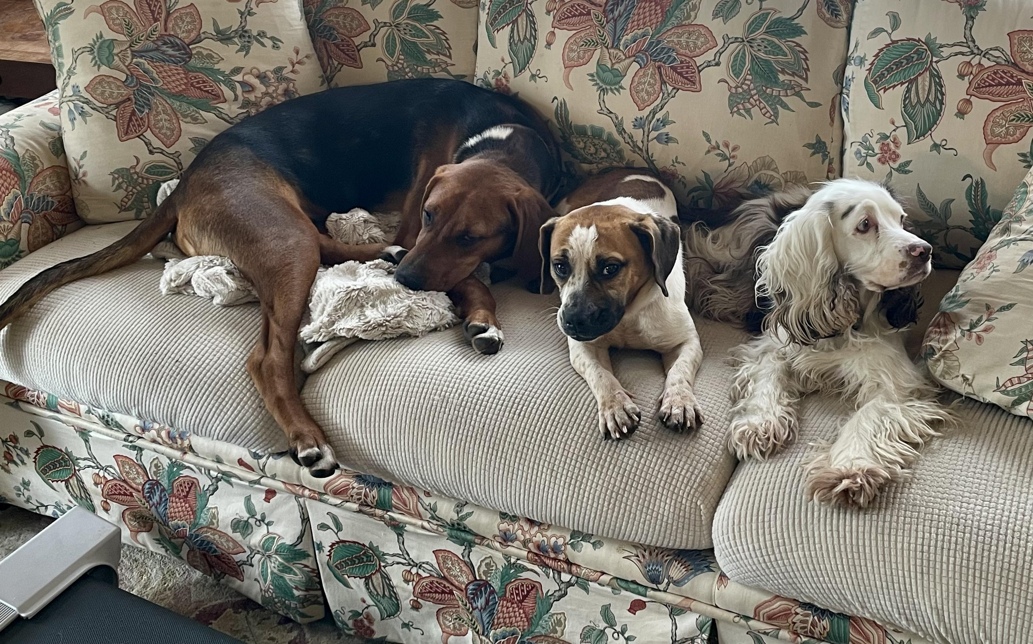 Enlarge Boone, a ADOPTABLE mixed breed in Cleveland, OH image 5/6