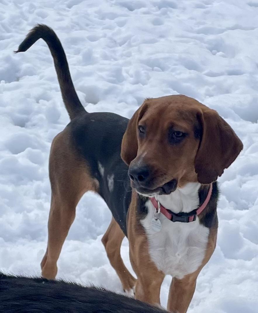 Enlarge Boone, a ADOPTABLE mixed breed in Cleveland, OH image 3/6