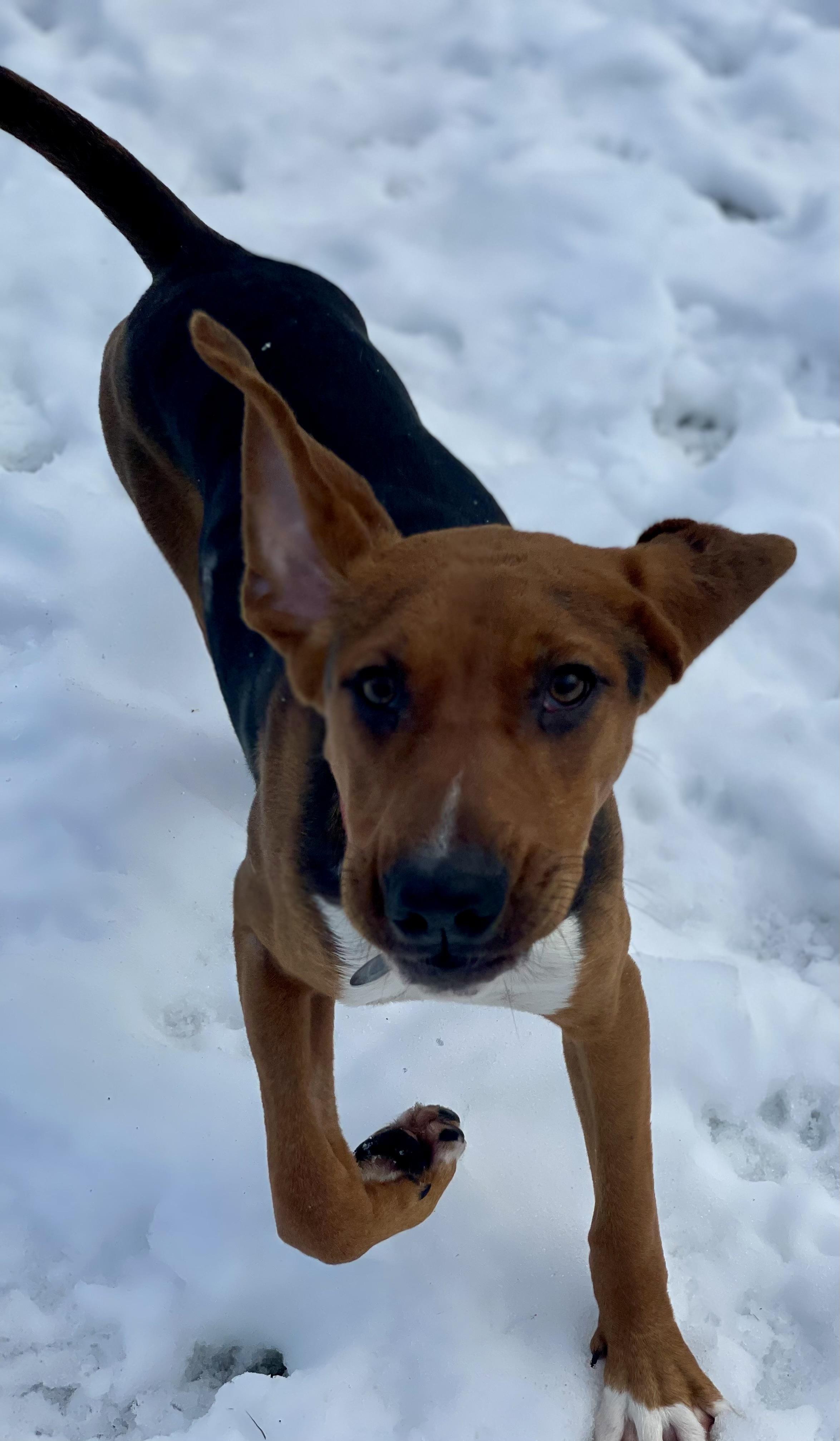 Enlarge Boone, a ADOPTABLE mixed breed in Cleveland, OH image 4/6