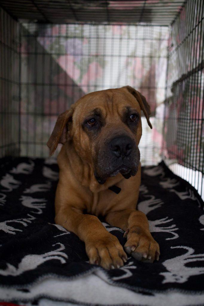 Big Boy, an adopted mixed breed in Sag Harbor, NY image 2/4