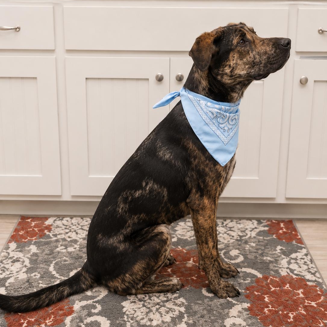 Enlarge Bullet, a Adopted mixed breed in Houston, TX image 3/6