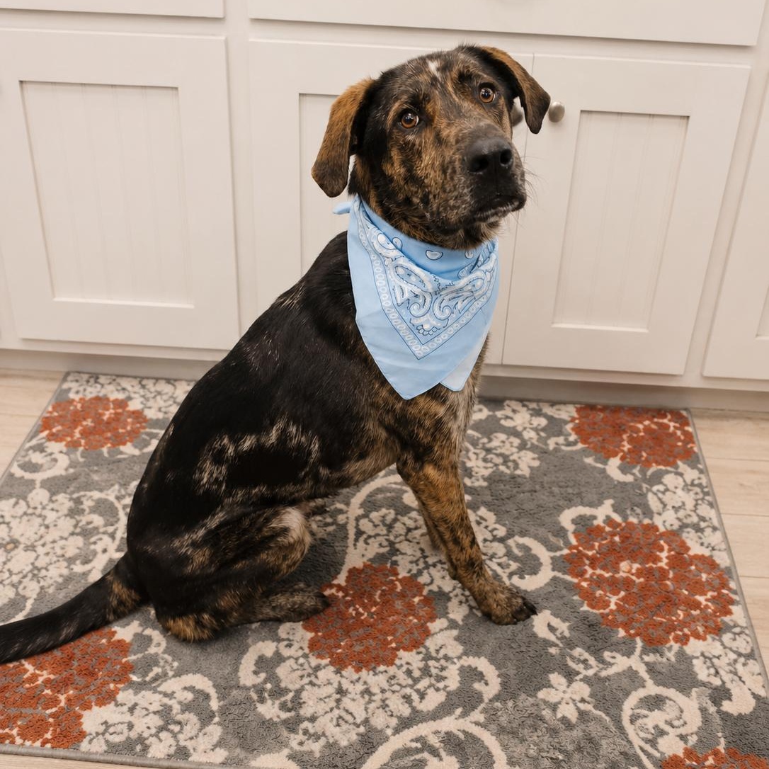 Enlarge Bullet, a Adopted mixed breed in Houston, TX image 5/6