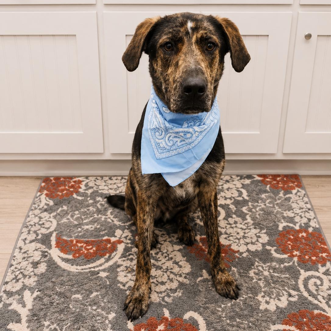 Bullet, Adopted, Adult Male Catahoula Leopard Dog & Great Dane.