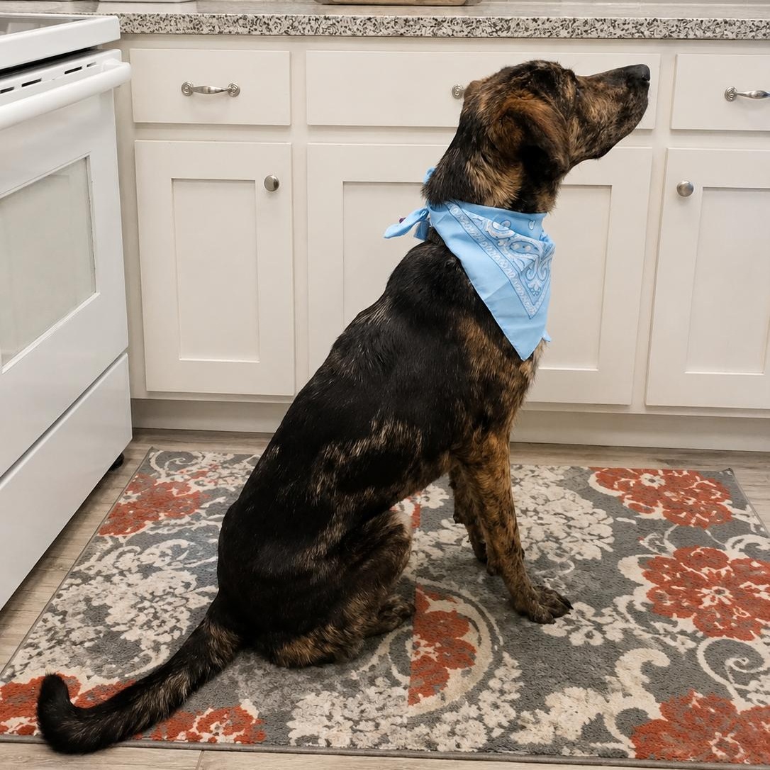 Enlarge Bullet, a Adopted mixed breed in Houston, TX image 6/6
