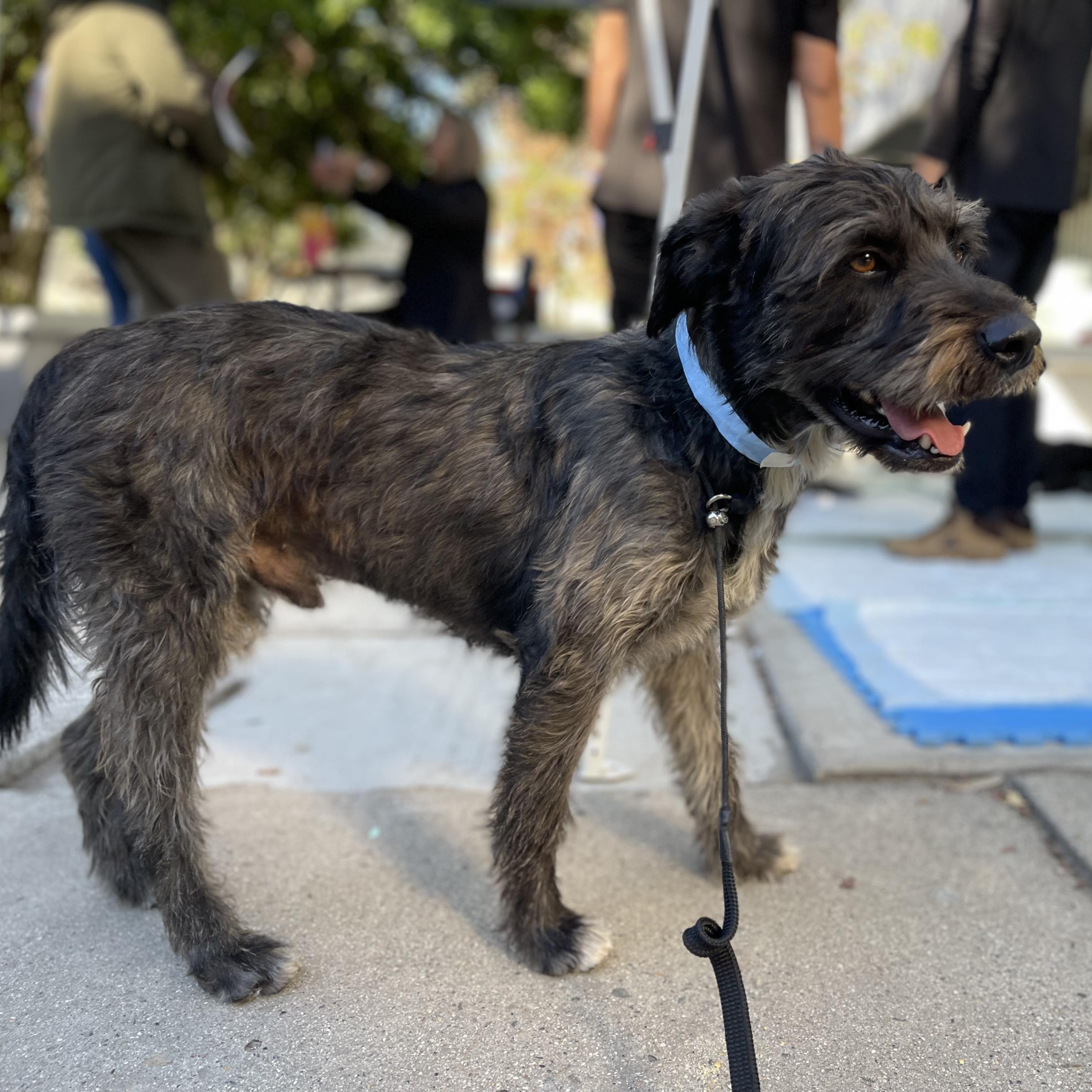 PIPI, an adoptable Schnoodle, Schnauzer in Aliso Viejo, CA, 92656 | Photo Image 6