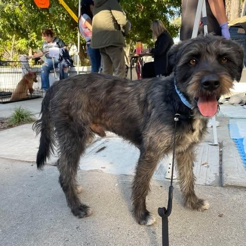 PIPI, an adoptable Schnoodle, Schnauzer in Aliso Viejo, CA, 92656 | Photo Image 3