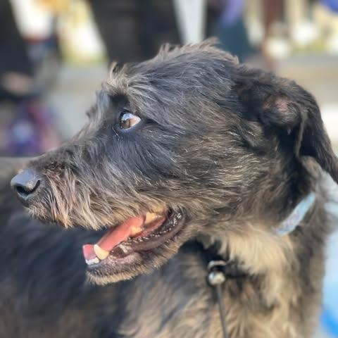 PIPI, an adoptable Schnoodle, Schnauzer in Aliso Viejo, CA, 92656 | Photo Image 4