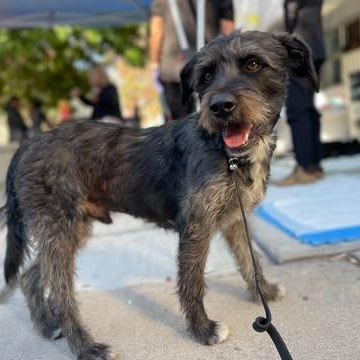 PIPI, an adoptable Schnoodle, Schnauzer in Aliso Viejo, CA, 92656 | Photo Image 5