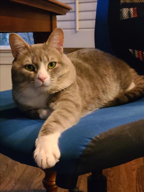 SIMBA, Adoptable, Young Male Domestic Short Hair.