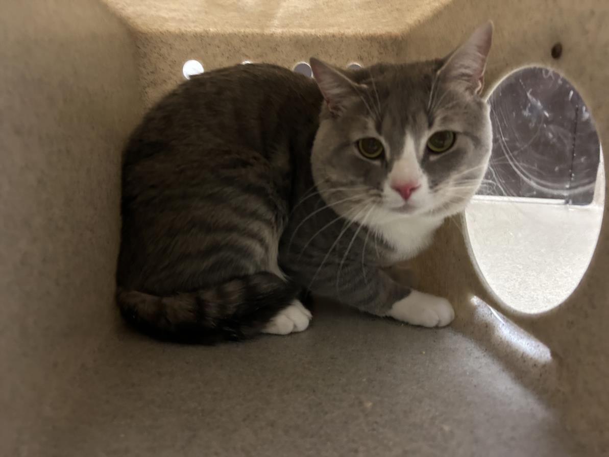 Enlarge SIMBA, a Adoptable Domestic Short Hair in Chapel Hill, NC image 1/1