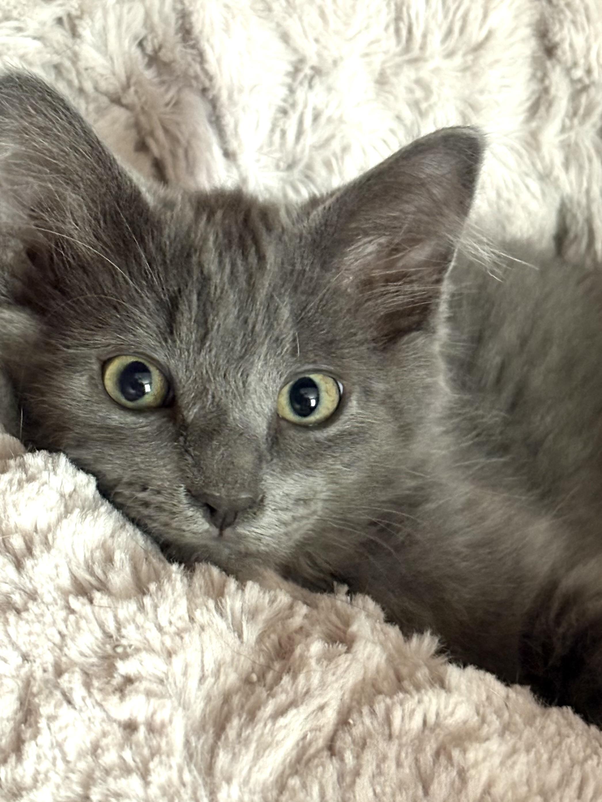 George, an adoptable Domestic Long Hair in Belvidere, IL image 1/4