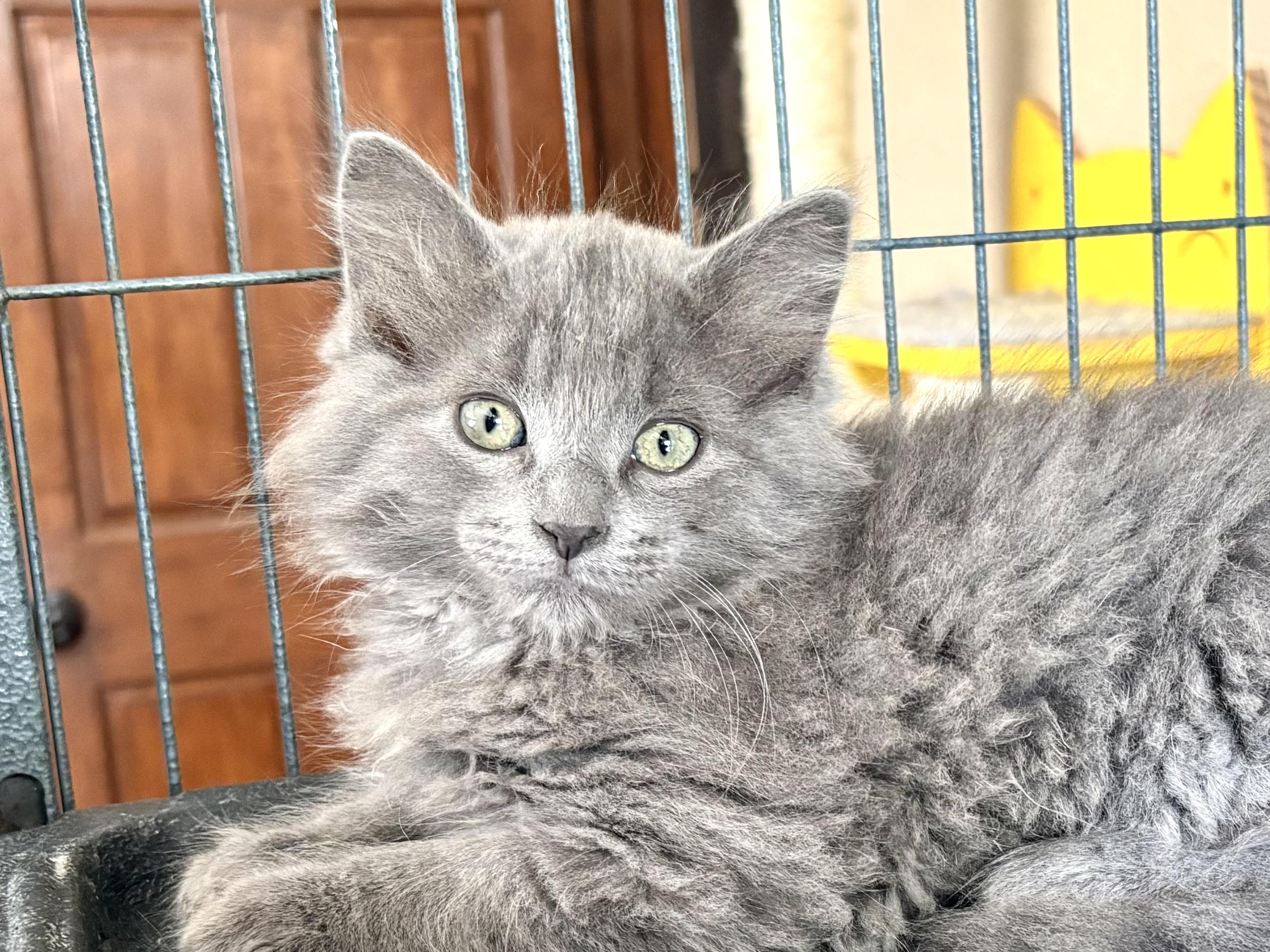 George, an adoptable Domestic Long Hair in Belvidere, IL image 3/4