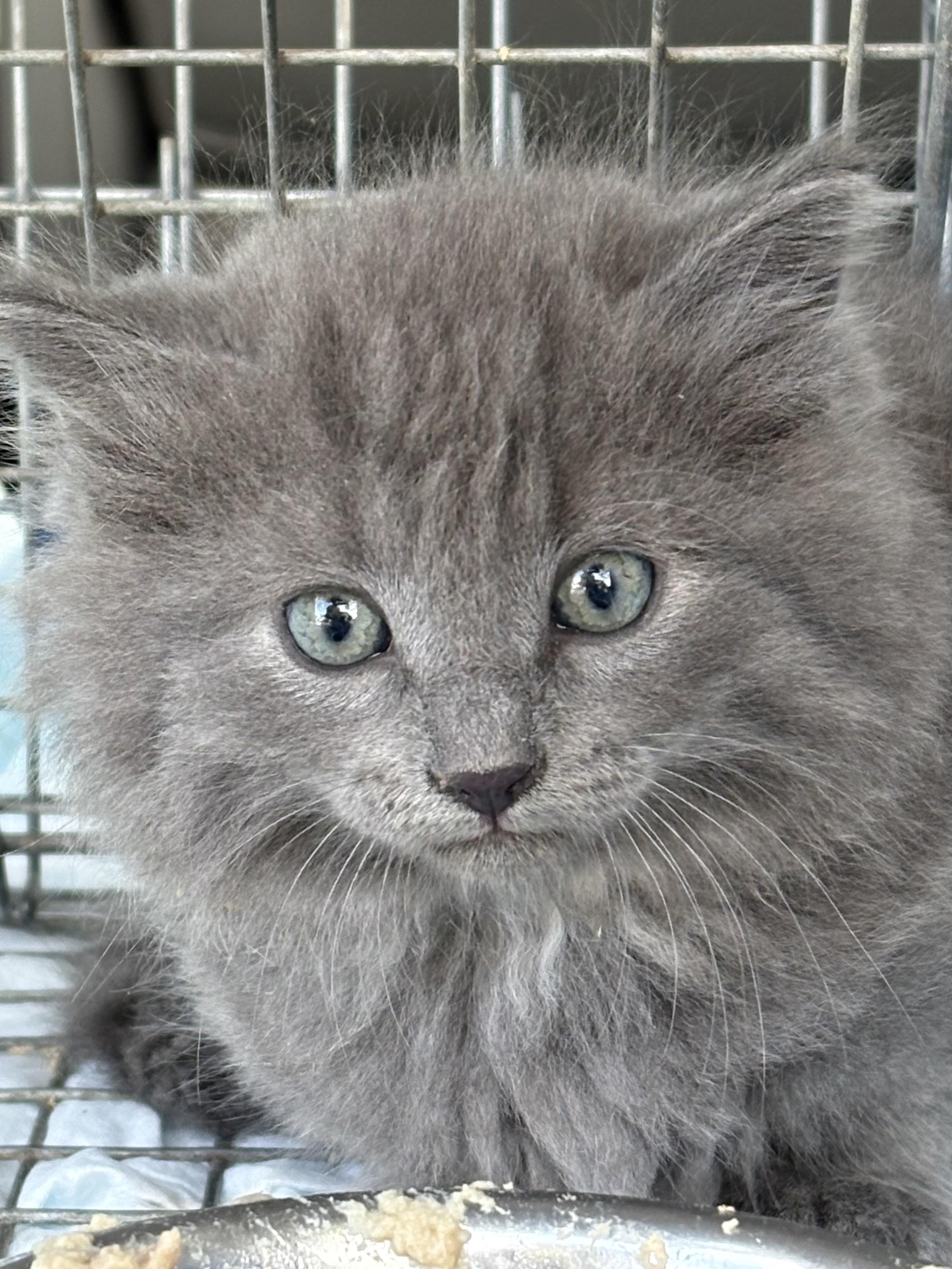 George, an adoptable Domestic Long Hair in Belvidere, IL image 4/4