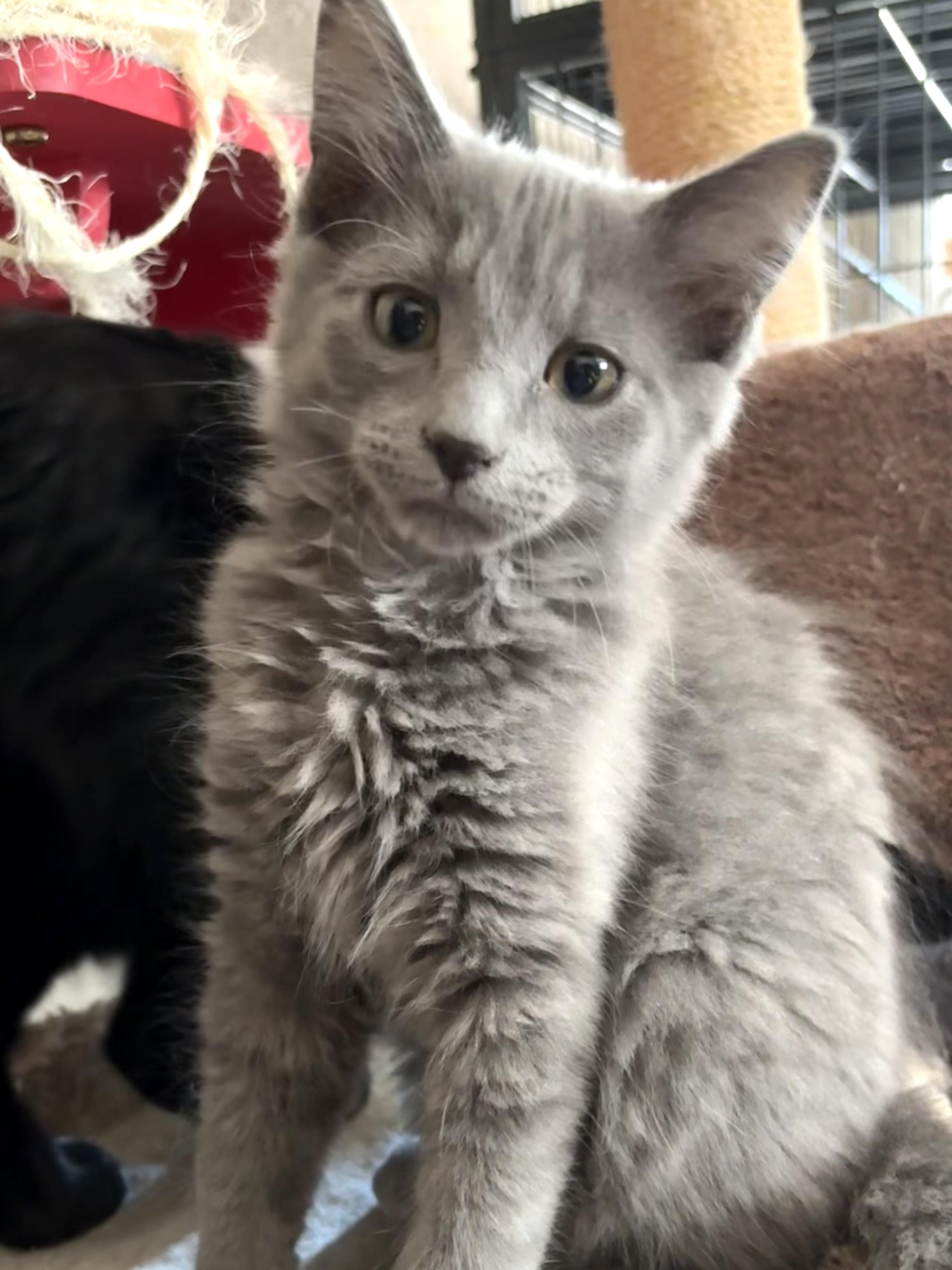 George, an adoptable Domestic Long Hair in Belvidere, IL image 2/4