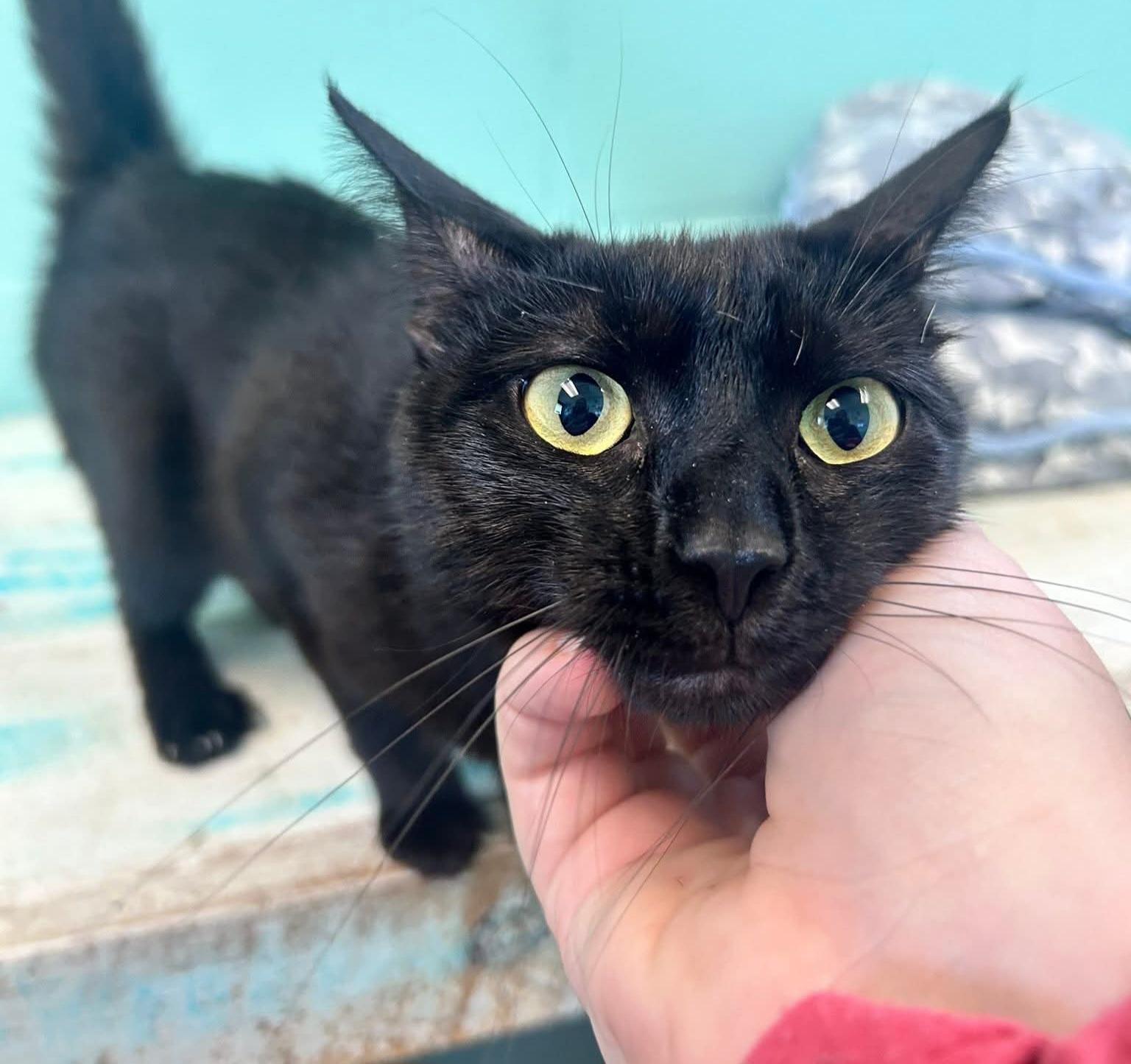 Enlarge Mira, a Adopted Domestic Short Hair in Havelock, NC image 1/2