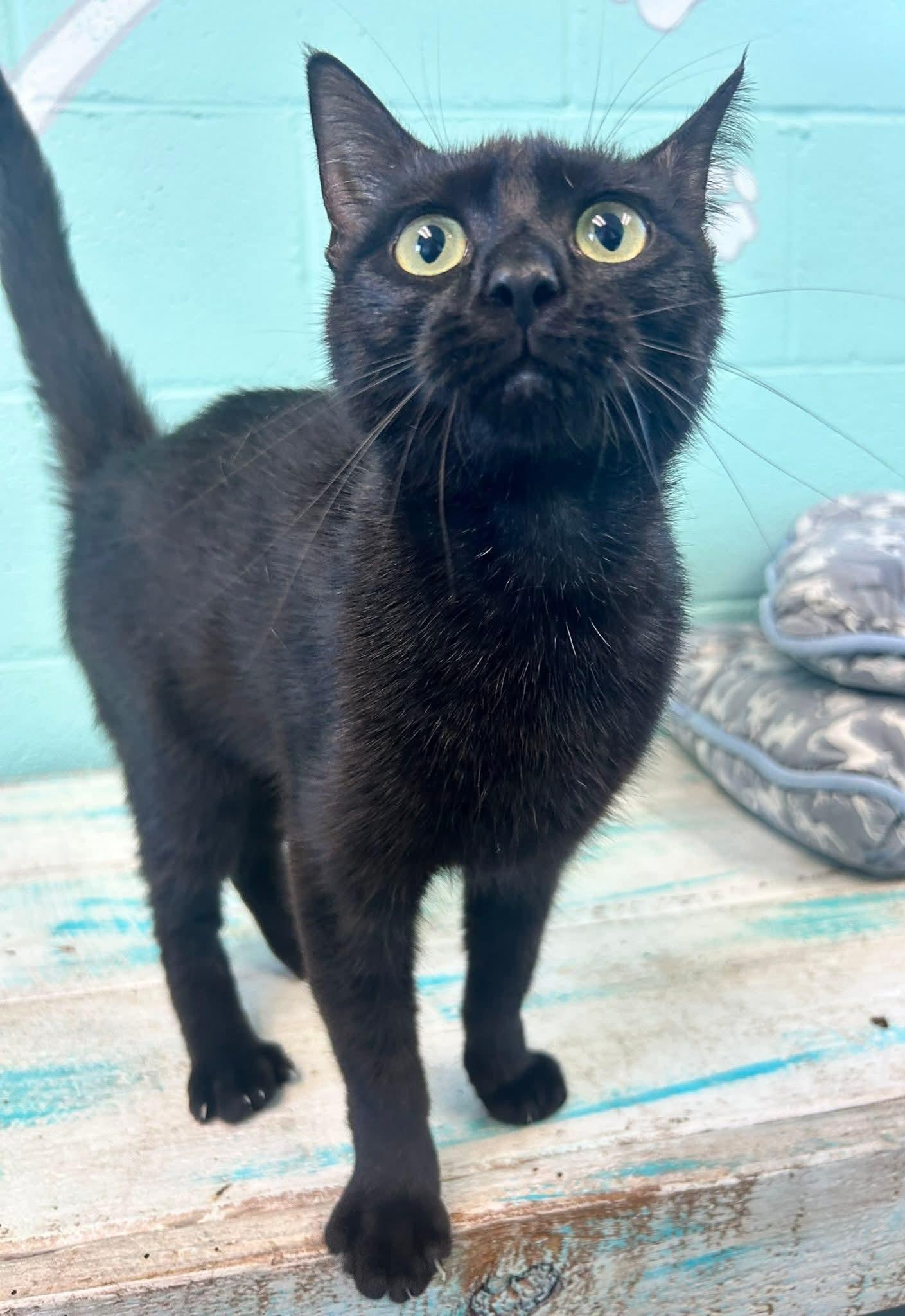 Enlarge Mira, a Adopted Domestic Short Hair in Havelock, NC image 2/2