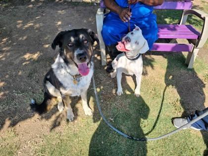 Patricia, Adoptable, Adult Female Pit Bull Terrier & Mixed Breed.