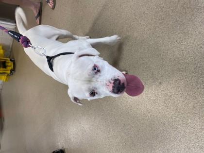 Patricia, Adoptable, Adult Female Pit Bull Terrier & Mixed Breed.