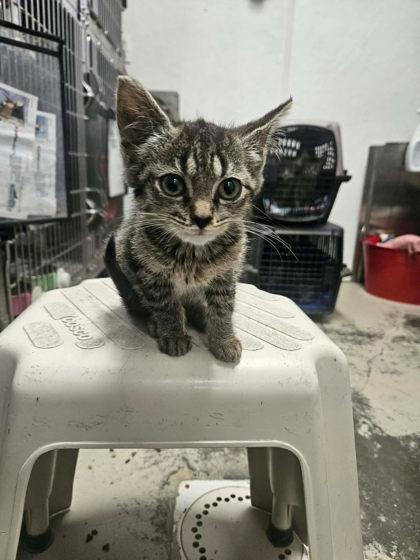 Stella, Adoptable, Young Female Domestic Short Hair.