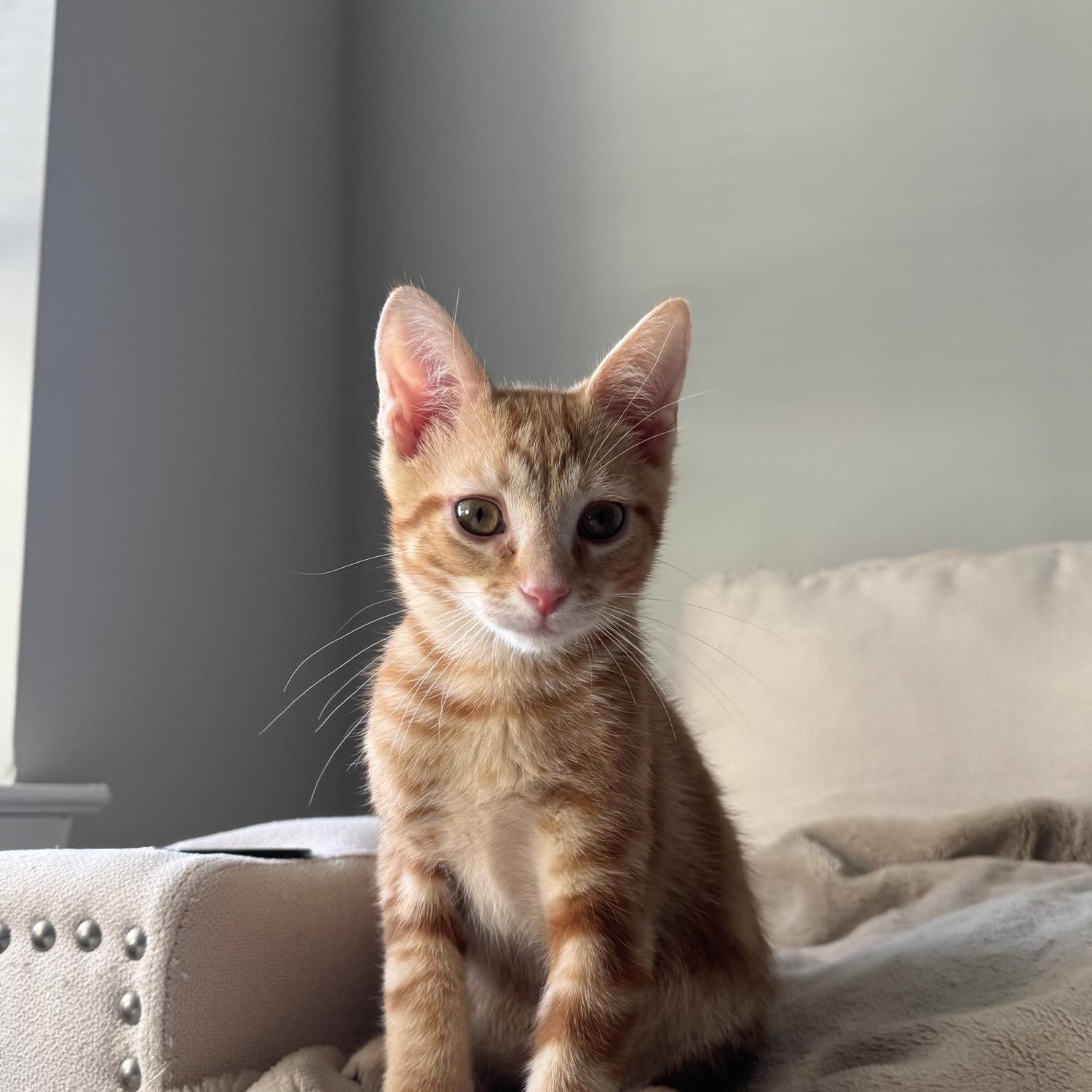 Kiwi, a Adopted Domestic Short Hair in Blacksburg, VA image 1/4