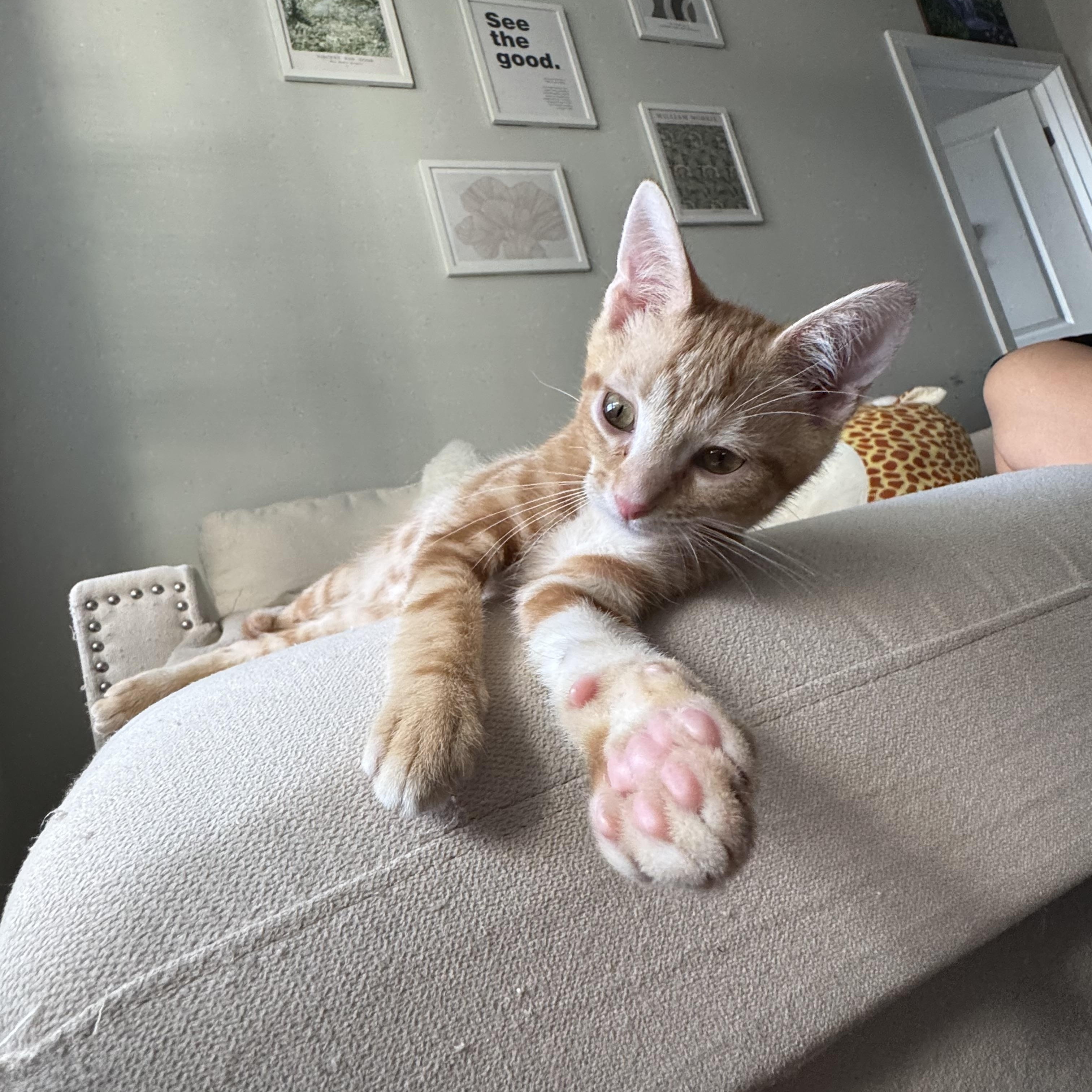 Kiwi, a Adopted Domestic Short Hair in Blacksburg, VA image 4/4