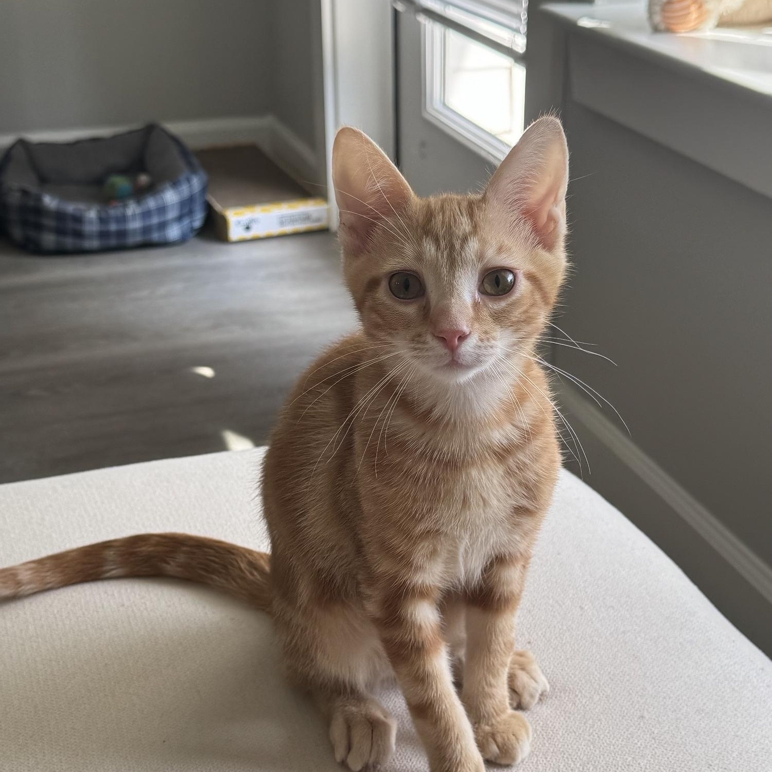 Kiwi, a Adopted Domestic Short Hair in Blacksburg, VA image 3/4