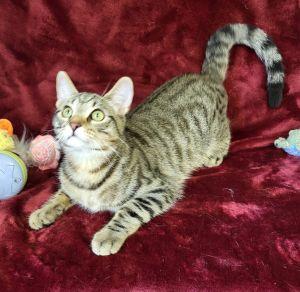 Monty, ADOPTABLE, Young Male Domestic Short Hair.
